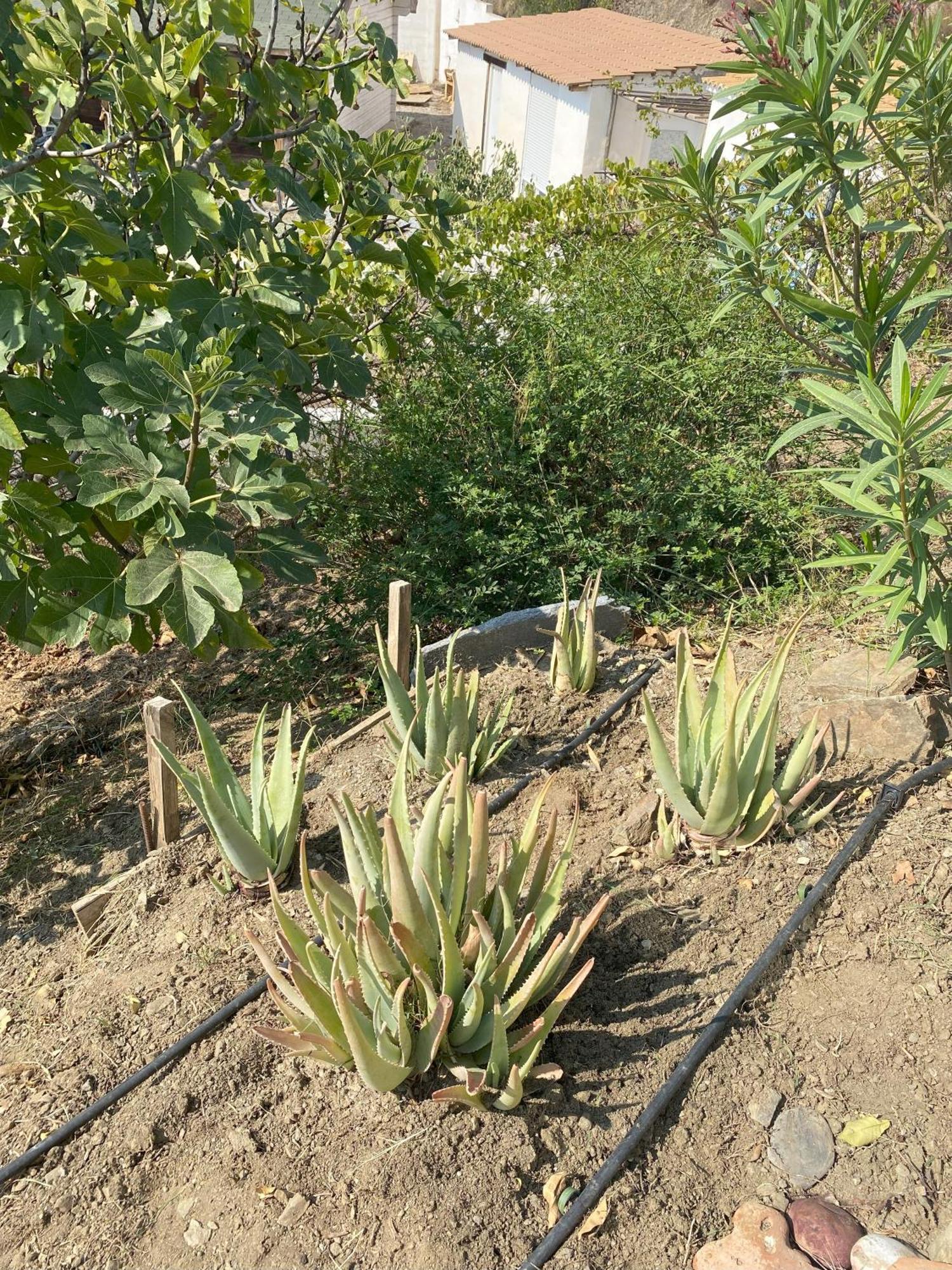 הוילה Iznate Casa Feliz מראה חיצוני תמונה